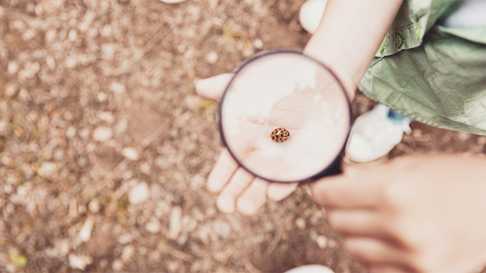 child looking at ladybug under magnifying glass