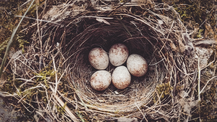 Robin nest with five eggs