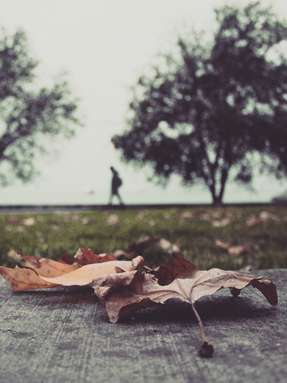 Man walking on the beach and fallen autumn leaves